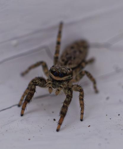 Marpissa muscosa